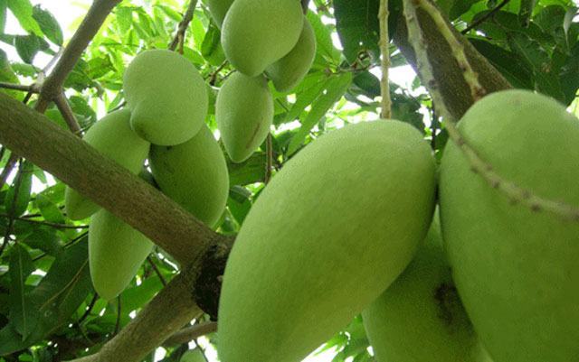 Làm thế nào để trồng xoài Thái Lan cho quả sai, vị ngọt?