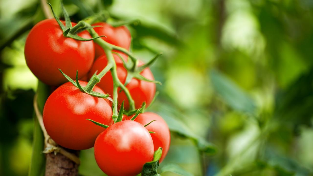 Tomato fruits send electrical warnings to the rest of the plant when  attacked by insects – Science & research news | Frontiers